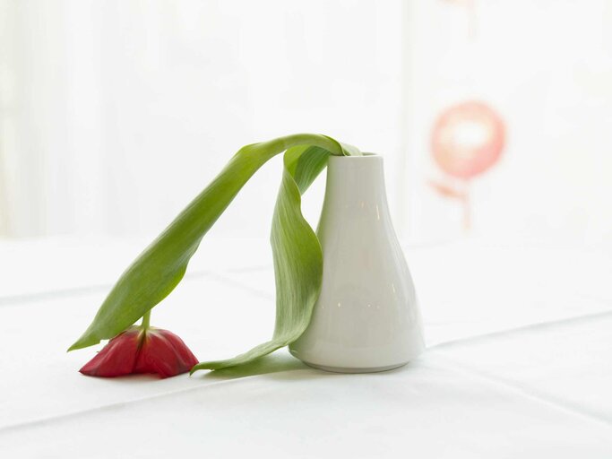 Tulpe in der Vase lässt Kopf hängen | © Getty Images/Westend61