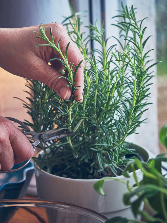 Frau schneidet einen Strauch Rosmarin auf dem Fensterbrett. | © iStock | GMVozd